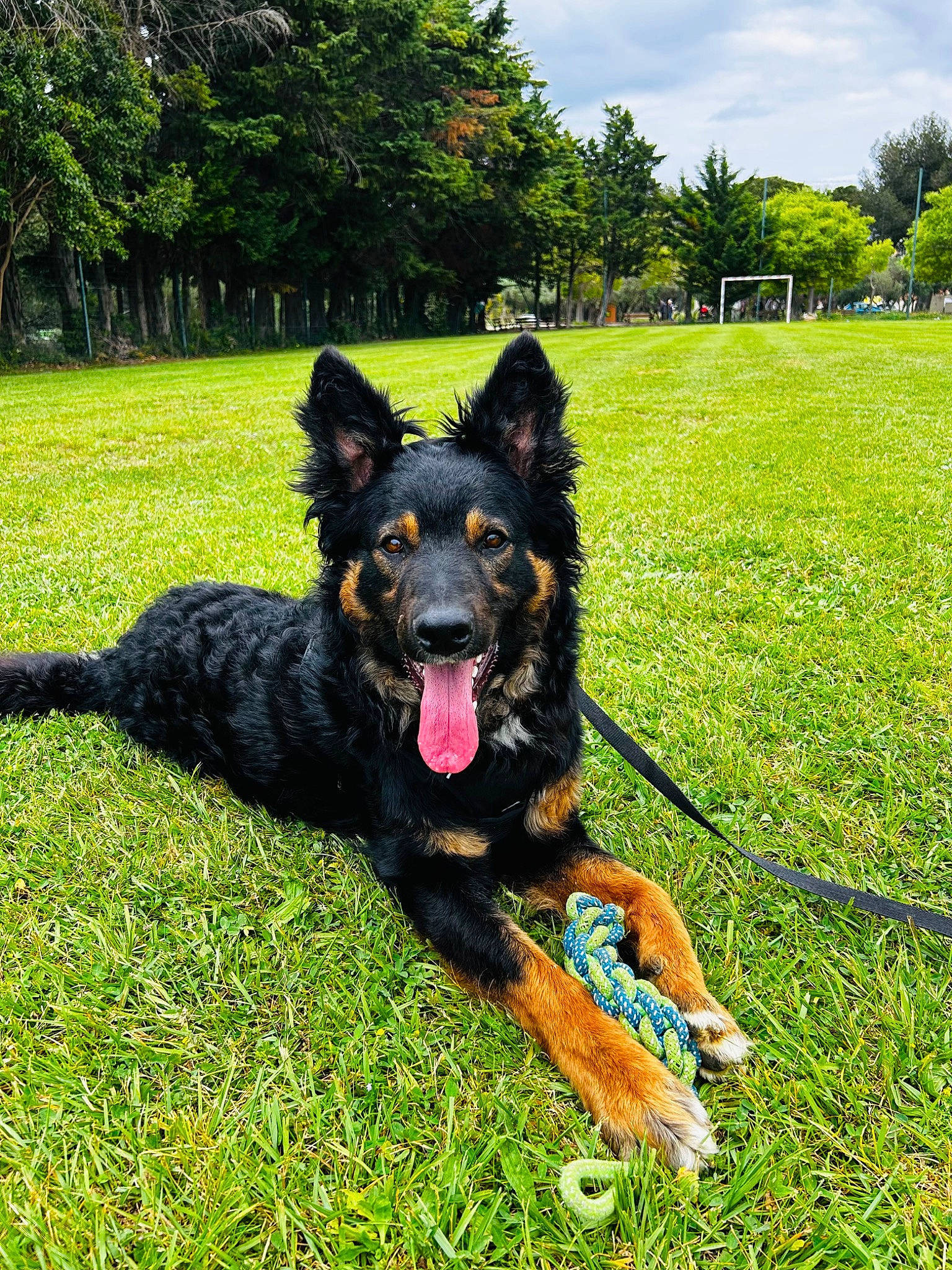 Tao participe au concours pour gagner de l'argent avec cette photo : canidae, carnivore, cloud, collar, companion_dog, dog, dog_breed, grass, guard_dog, herbaceous_plant, herding_dog, king_shepherd, plant, sky, sporting_group, tree, water_dog, working_animal, working_dog