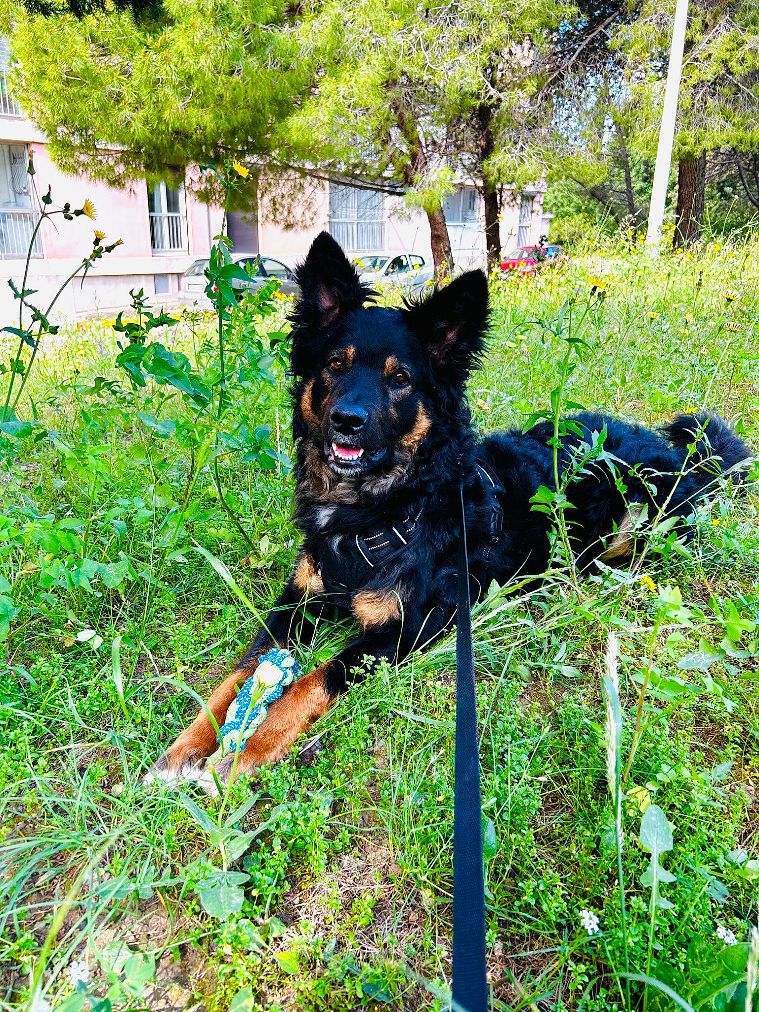 Tao participe au concours pour gagner de l'argent avec cette photo : adventure, canidae, carnivore, collar, dog, dog_breed, dog_collar, dog_supply, grass, groundcover, guard_dog, herding_dog, hunting_dog, leash, plant, shrub, sporting_group, tree, working_animal, working_dog