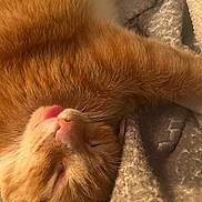 Peanut joined the competition — help win amazing prizes! cat, orange_tabby, sleeping, tongue_out, close_up, pet, feline, whiskers, fur, cozy, blanket, resting, cute, domestic_animal, relaxed, indoors, nap, soft_texture, mammal, peaceful