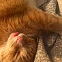 cat, orange_tabby, sleeping, tongue_out, close_up, pet, feline, whiskers, fur, cozy, blanket, resting, cute, domestic_animal, relaxed, indoors, nap, soft_texture, mammal, peaceful