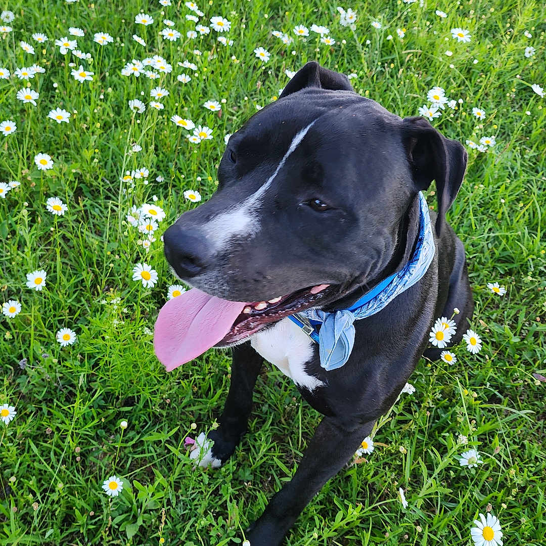 Keeper joined the competition — help win amazing prizes! accessories, animal, canine, daisy, dog, field, flower, grass, grassland, greatdane, herbal, herbs, hound, labradorretriever, lawn, nature, outdoors, pet, plant, strap