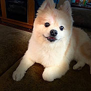 Dakota joined the competition — help win amazing prizes! dog, fluffy, cream_colored, smiling, couch, indoor, pet, living_room, cozy, fur, animal, cute, portrait, relaxed, paw, face, companion, household, furniture, domestic