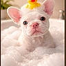 puppy, dog, bath, bubbles, rubber_duck, white_puppy, cute, pet, animal, water, foam, ears, pink_nose, toy, indoor, face, looking_up, playful, adorable, cleaning