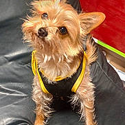 Hustle is registered to the contest to win money with this photo: dog, small_dog, pet, fur, ears, black_leather, chair, vest, yellow_trim, curious, cute, animal, indoor, looking_up, portrait, scruffy, furry, sitting, whiskers, bright_eyes