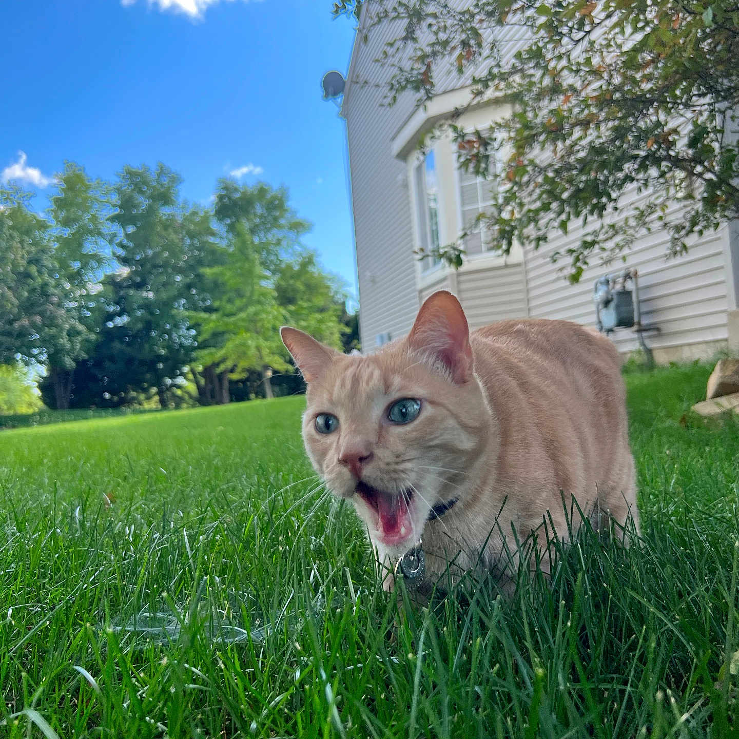 Tigger Jones is registered to the contest to win money with this photo: animal, architecture, backyard, building, cat, field, grass, grassland, green, kitten, lawn, nature, outdoors, pet, plant, shelter, summer, tree, vegetation, yard