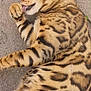 Oscar is registered to the contest to win money with this photo: animal, cat, close_up, concrete, cute, ears, feline, fur_pattern, grooming, licking, mammal, nature, outdoor, paw, pet, relaxed, resting, spotted_fur, striped_fur, whiskers