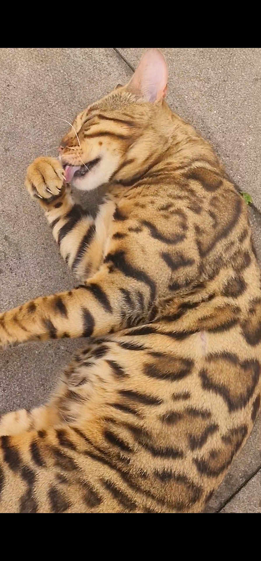 Oscar is registered to the contest to win money with this photo: animal, cat, close_up, concrete, cute, ears, feline, fur_pattern, grooming, licking, mammal, nature, outdoor, paw, pet, relaxed, resting, spotted_fur, striped_fur, whiskers
