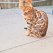 Oscar joined the competition — help win amazing prizes! animal, bengal_cat, cat, closeup, concrete, curious, daylight, domestic_cat, ears, feline, fence, green_eyes, mammal, nature, outdoor, pet, sitting, spotted_coat, tail, whiskers