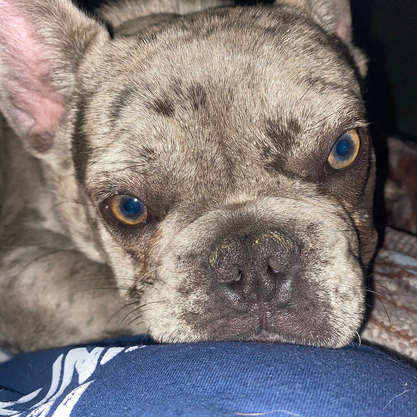 Thor is registered to the contest to win money with this photo: animal, brindle, canine, close_up, cute, dog, ears, eyes, face, french_bulldog, fur, indoor, looking, nose, pet, portrait, resting, snout, soft, whiskers
