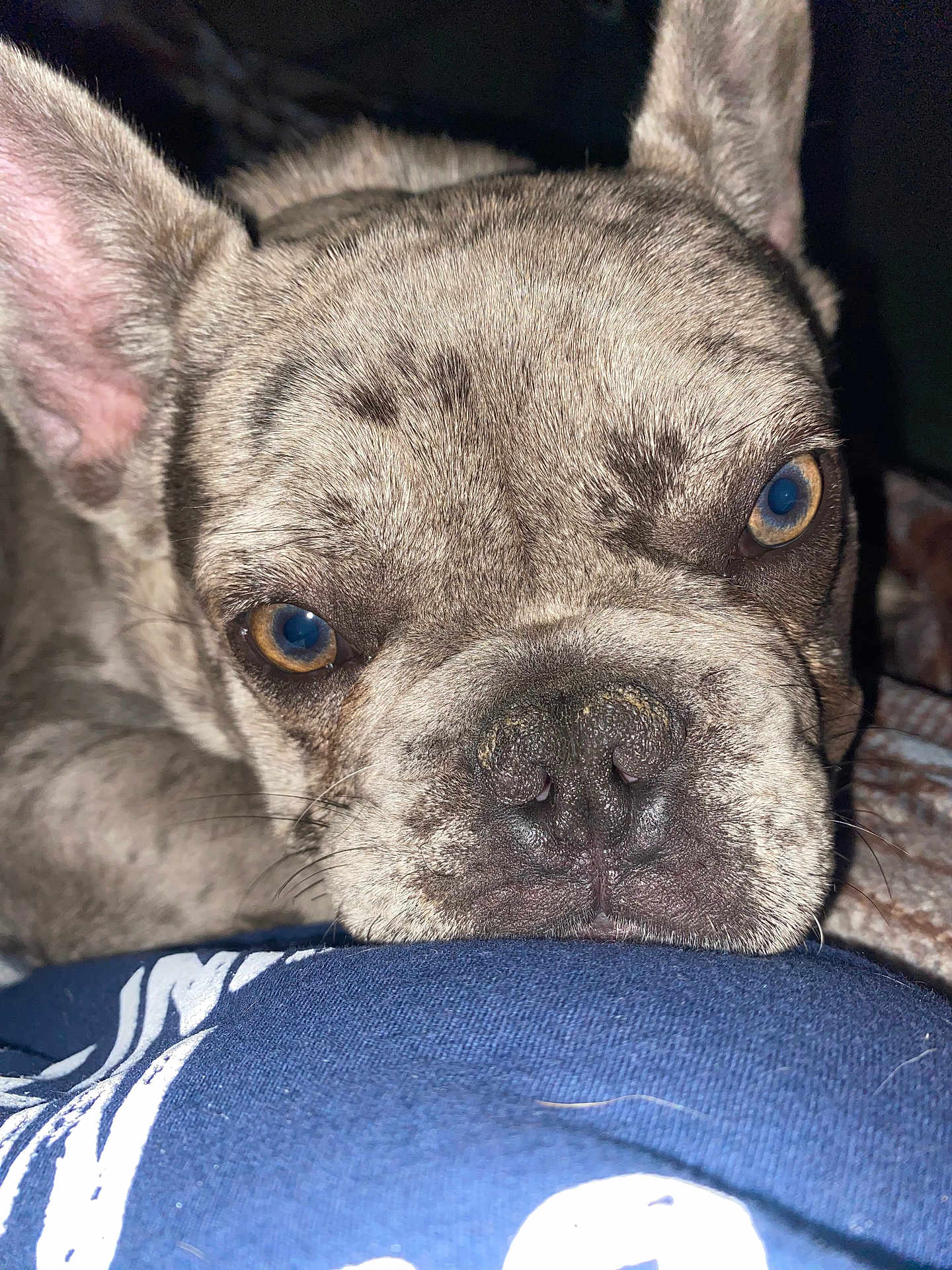 Thor is registered to the contest to win money with this photo: dog, french_bulldog, close_up, resting, brindle, pet, animal, face, ears, whiskers, nose, eyes, fur, indoor, portrait, canine, cute, snout, looking, soft