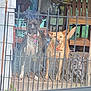 Thor is registered to the contest to win money with this photo: dog, fence, porch, outdoor, wooden_floor, collar, pet, animal, chair, greenery, metal_fence, front_yard, leash, brown_dog, black_dog, tan_dog, pet_friendly, looking, guard_dog, domestic_animal