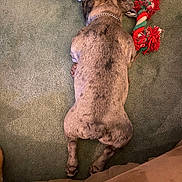 Thor joined the competition — help win amazing prizes! dog, carpet, toy, rope_toy, indoor, pet, lying_down, brown, furniture, relaxed, animal, canine, playing, chain_collar, back_view, floor, legs_stretched, fur, domestic_animal, resting
