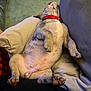 Thor joined the competition — help win amazing prizes! dog, puppy, sleeping, relaxed, couch, collar, indoor, pet, paw, belly, fur, snuggle, cozy, resting, carpet, cushion, home, animal, cute, comfort