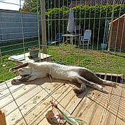 Wave participe au concours pour gagner de l'argent avec cette photo : cat, stretching, wooden_floor, cage, sunlight, shadow, garden, grass, chair, table, plant_pot, outdoor, relaxed, pet, feline, greenery, fence, daylight, nature, resting