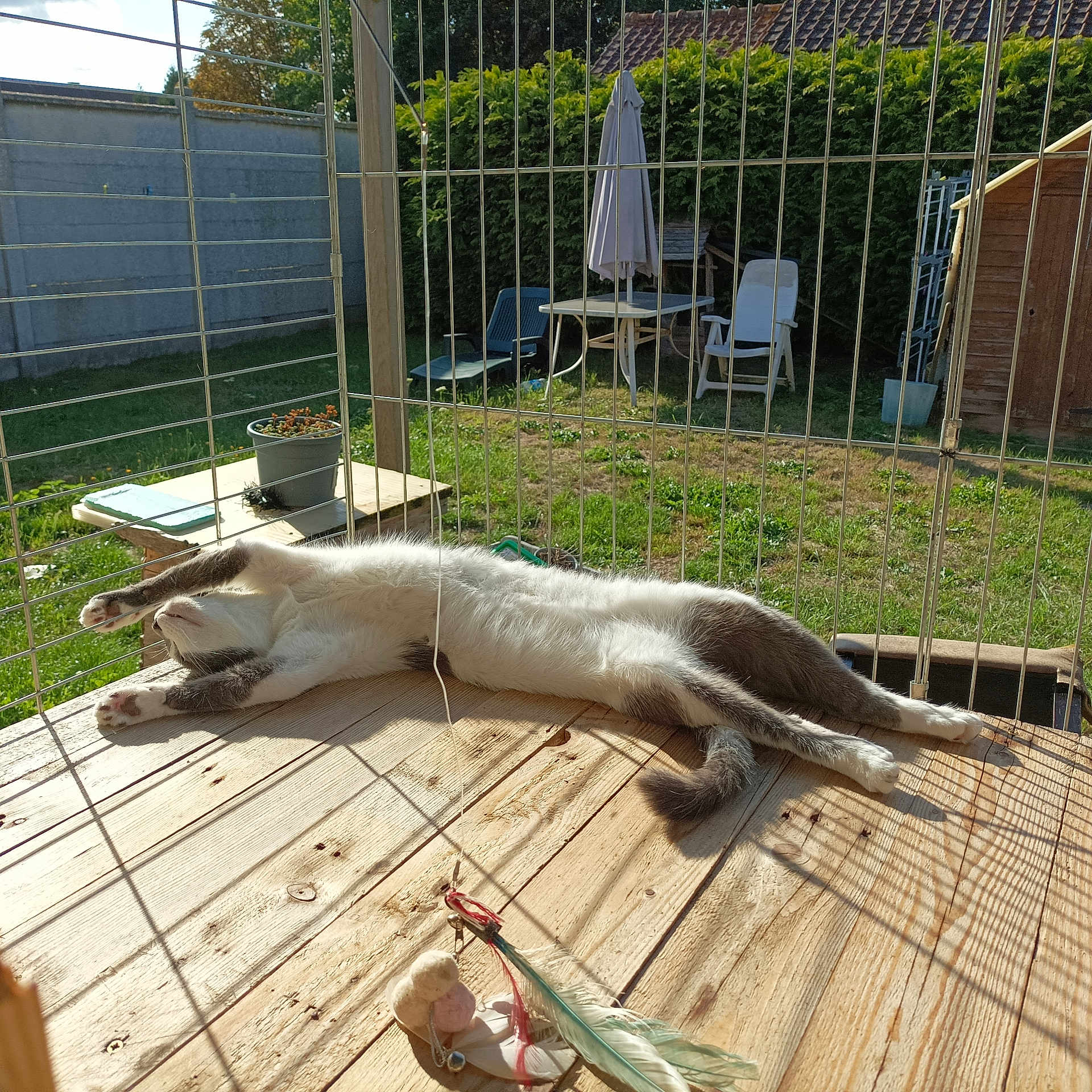 Wave participe au concours pour gagner de l'argent avec cette photo : cat, stretching, wooden_floor, cage, sunlight, shadow, garden, grass, chair, table, plant_pot, outdoor, relaxed, pet, feline, greenery, fence, daylight, nature, resting