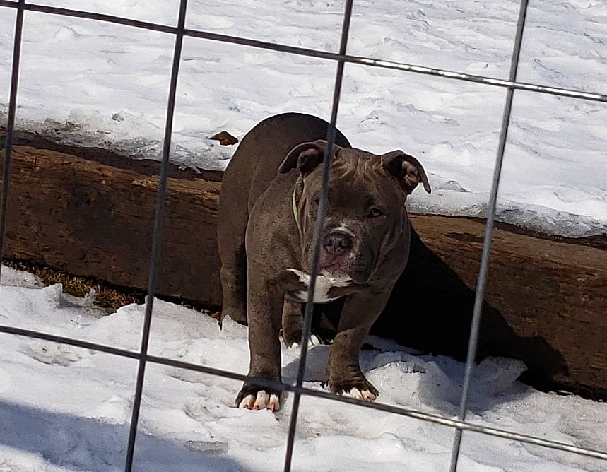Tink is registered to the contest to win money with this photo: carnivore, collar, companion_dog, dog, dog_breed, dog_collar, fawn, fence, freezing, liver, mammal, pet_supply, snout, snow, sporting_group, tail, terrestrial_animal, winter, working_animal, wrinkle