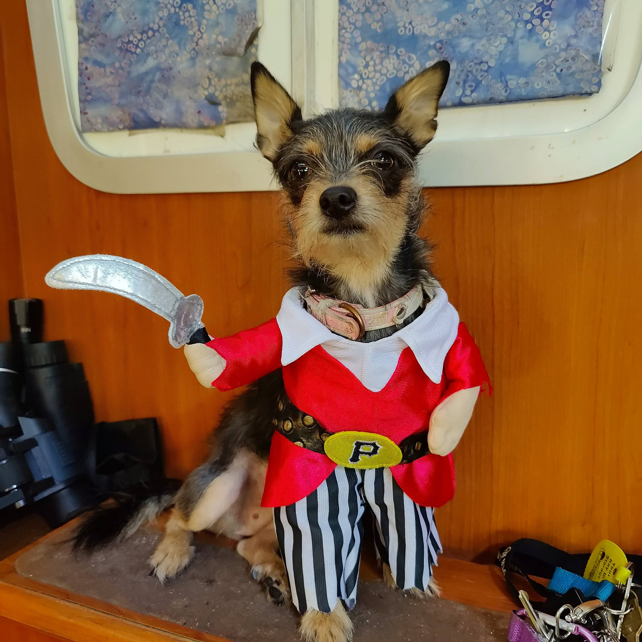 Rox joined the competition — help win amazing prizes! blue, carnivore, collar, companion_dog, costume_hat, dog, dog_breed, dog_clothes, dog_supply, fawn, fur, hat, party_hat, party_supply, snout, sporting_group, tail, toy_dog, witch_hat, working_animal