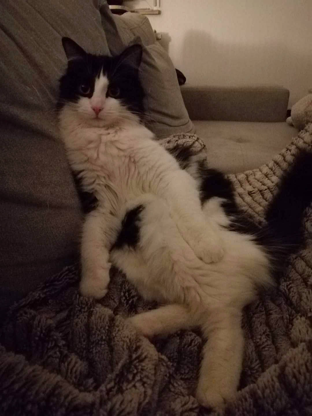 Haribo participe au concours pour gagner de l'argent avec cette photo : aegean_cat, black_and_white, carnivore, cat, domestic_long_haired_cat, felidae, fur, kitten, maine_coon, mammal, norwegian_forest_cat, nose, paw, polydactyl_cat, ragdoll, small_to_medium_sized_cats, tail, turkish_van, whiskers