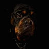 Hauser joined the competition — help win amazing prizes! dog, rottweiler, black, brown, close_up, portrait, animal, pet, canine, face, snout, dark_background, shadow, collar, leash, muzzle, fur, alert, eyes, expression