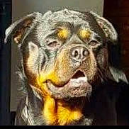 Hauser is registered to the contest to win money with this photo: dog, rottweiler, pet, animal, canine, portrait, sunlight, face, ears, mouth, black_fur, brown_fur, closeup, domestic_animal, looking, expression, outdoor, friendly, companion, muzzle