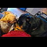 Hauser joined the competition — help win amazing prizes! dog, small_dog, large_dog, indoor, blanket, cozy, nuzzling, friendship, affection, pet, animal, cute, furry, companion, resting, close_up, domestic, two_animals, floor, relaxing