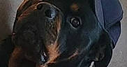 Hauser joined the competition — help win amazing prizes! rottweiler, dog, hat, baseball_cap, pet, indoor, portrait, animal, curious, black, brown, canine, looking_up, close_up, domestic_animal, muzzle, ears, collar, furry, companion