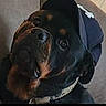 rottweiler, dog, hat, baseball_cap, pet, indoor, portrait, animal, curious, black, brown, canine, looking_up, close_up, domestic_animal, muzzle, ears, collar, furry, companion