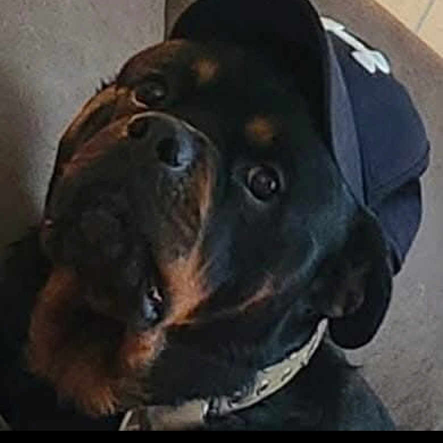 Hauser joined the competition — help win amazing prizes! rottweiler, dog, hat, baseball_cap, pet, indoor, portrait, animal, curious, black, brown, canine, looking_up, close_up, domestic_animal, muzzle, ears, collar, furry, companion
