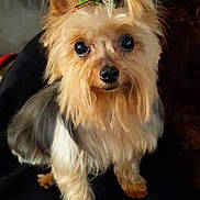 Porsha joined the competition — help win amazing prizes! dog, yorkshire_terrier, small_dog, pet, animal, long_hair, fluffy, brown_fur, black_fur, green_bow, groomed, sitting, indoors, portrait, close_up, cute, alert, black_nose, dark_background, companion_animal
