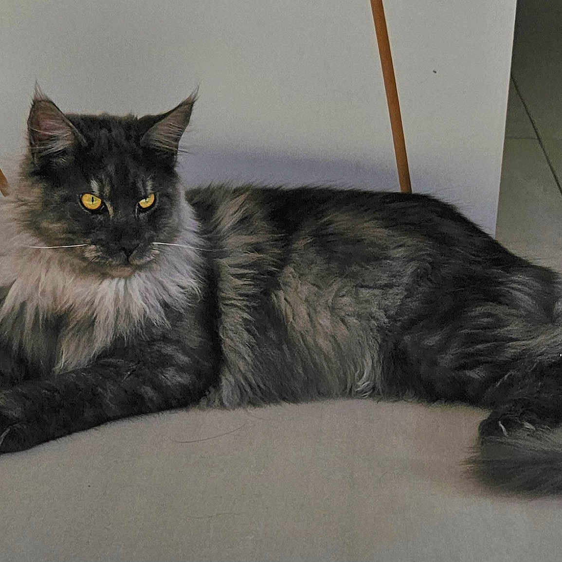 Youki a rejoint le concours — aidez-le/la à gagner de superbes lots ! abyssinian, accessories, angora, animal, architecture, blackcat, brasssection, cat, egyptiancat, hardwood, horn, indoors, kitten, manx, musicalinstrument, pet, plywood, slate, strap, wood