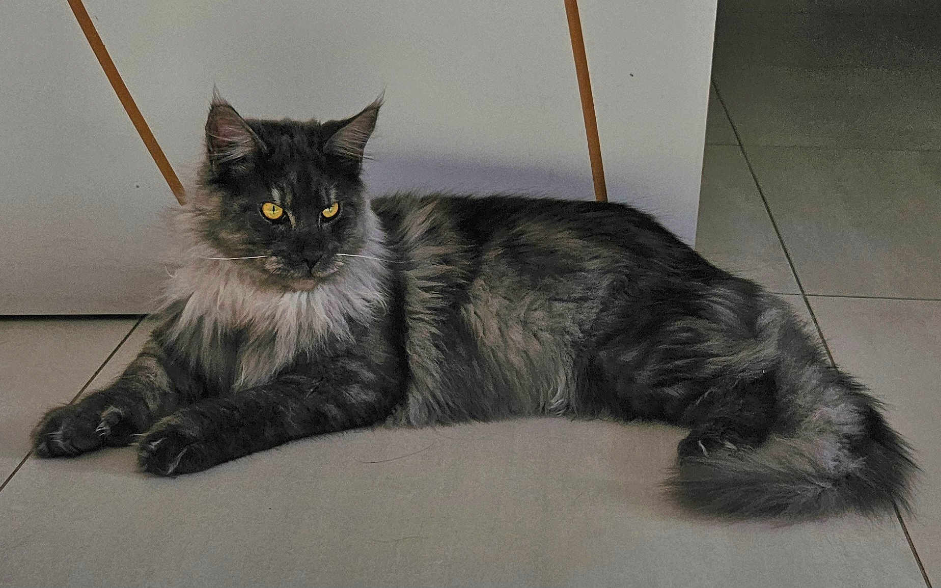 Youki a rejoint le concours — aidez-le/la à gagner de superbes lots ! abyssinian, accessories, angora, animal, architecture, blackcat, brasssection, cat, egyptiancat, hardwood, horn, indoors, kitten, manx, musicalinstrument, pet, plywood, slate, strap, wood