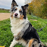 Vilma participe au concours pour gagner de l'argent avec cette photo : dog, australian_shepherd, grass, leash, autumn, bench, tree, outdoor, pet, animal, fur, heterochromia, curious, sitting, nature, park, greenery, fall, portrait, canine