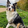 dog, australian_shepherd, grass, leash, autumn, bench, tree, outdoor, pet, animal, fur, heterochromia, curious, sitting, nature, park, greenery, fall, portrait, canine