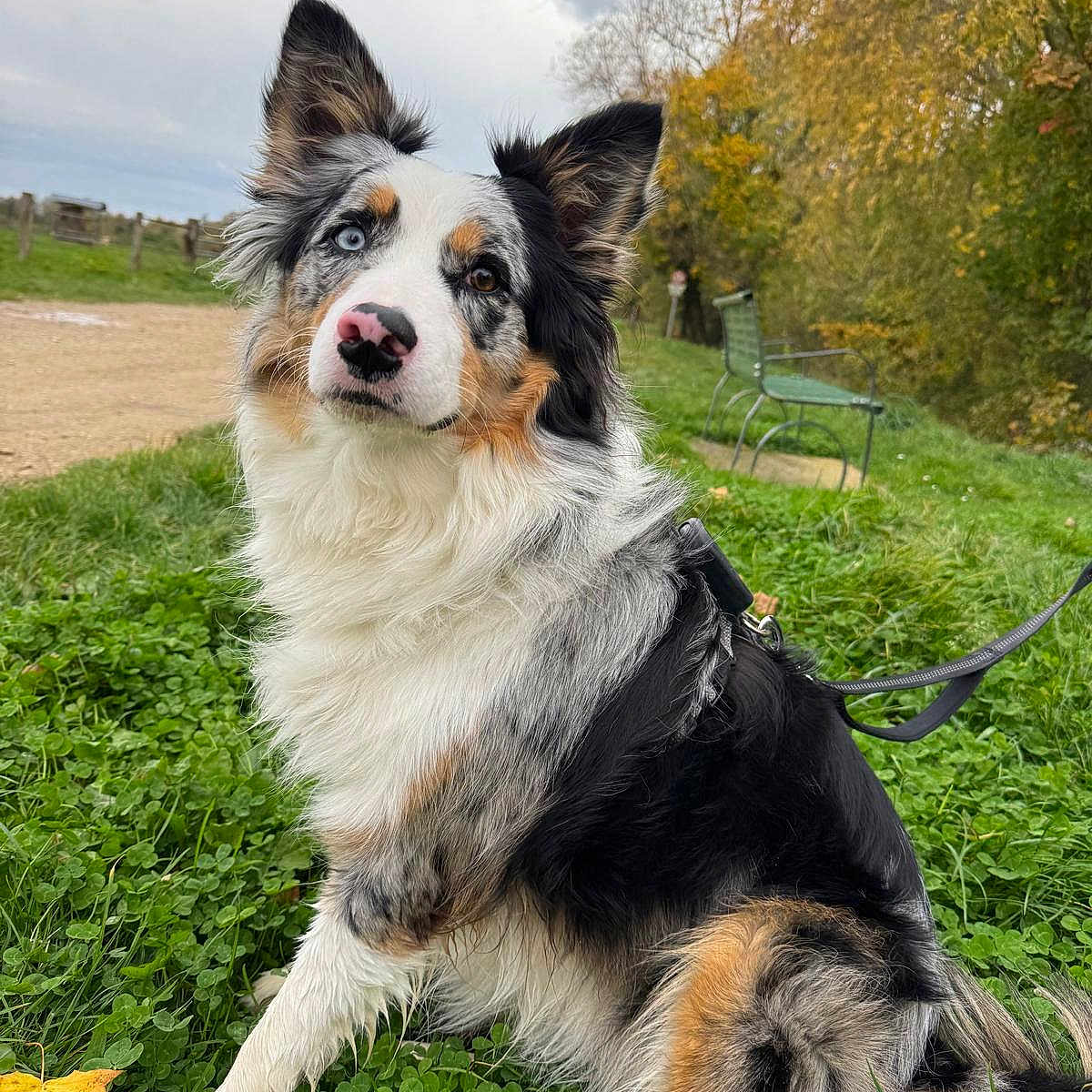 Vilma participe au concours pour gagner de l'argent avec cette photo : dog, australian_shepherd, grass, leash, autumn, bench, tree, outdoor, pet, animal, fur, heterochromia, curious, sitting, nature, park, greenery, fall, portrait, canine