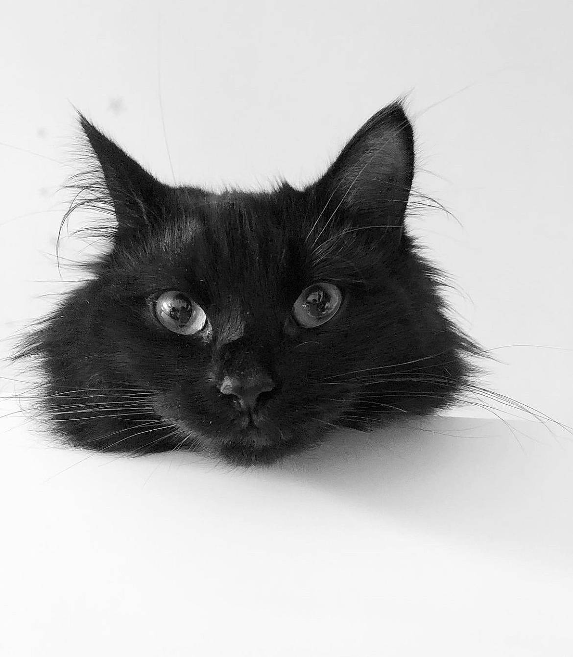 Jiji joined the competition — help win amazing prizes! black_cat, bombay, carnivore, cat, domestic_short_haired_cat, felidae, fur, grey, monochrome, monochrome_photography, small_to_medium_sized_cats, snout, terrestrial_animal, whiskers, window
