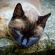Miś a rejoint le concours — aidez-le/la à gagner de superbes lots ! animal, blue_eyes, cat, close_up, face, fur, head, laying, mammal, nature, outdoor, pet, portrait, relaxed, resting, siamese_cat, stone, texture, whiskers, wildlife