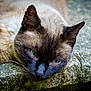animal, blue_eyes, cat, close_up, face, fur, head, laying, mammal, nature, outdoor, pet, portrait, relaxed, resting, siamese_cat, stone, texture, whiskers, wildlife