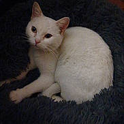 Blanchette participe au concours pour gagner de l'argent avec cette photo : cat, white_cat, pet, animal, feline, fur, cute, resting, indoor, cozy, blanket, curious, whiskers, ears, paw, sleepy, companion, domestic, cute_pet, soft