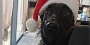 E Ii a rejoint le concours — aidez-le/la à gagner de superbes lots ! dog, black_dog, santa_hat, holiday, indoor, pet, canine, festive, curious, portrait, animal, companion, tile_floor, window, chair, home, furniture, seasonal, cute, christmas