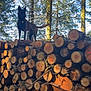E Ii a rejoint le concours — aidez-le/la à gagner de superbes lots ! dog, logs, stacked_logs, forest, trees, sunlight, outdoor, nature, canine, woodpile, bark, sky, branches, standing, animal, pet, daylight, wilderness, tree_trunks, wood