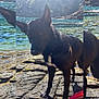 She participe au concours pour gagner de l'argent avec cette photo : dog, black_dog, water, rocks, outdoor, nature, forest, lake, sunlight, pet, animal, standing, collar, tag, scenic, landscape, reflection, daylight, texture, wildlife