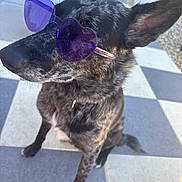 She participe au concours pour gagner de l'argent avec cette photo : dog, sunglasses, heart_shaped, purple, pet, canine, outdoor, checkered_floor, tile, black_fur, sitting, sunlight, shade, side_view, animal, ears, collar, portrait, casual, fashion
