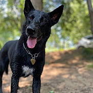 Sya participe au concours pour gagner de l'argent avec cette photo : dog, black_dog, outdoor, forest, trees, dirt_path, tongue_out, happy, pet, canine, animal, collar, tag, ears_up, sunlight, nature, fur, portrait, walking, playful