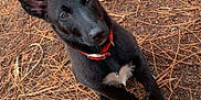 Sya participe au concours pour gagner de l'argent avec cette photo : dog, puppy, black_dog, red_collar, outdoor, pine_needles, twigs, forest_floor, animal, pet, cute, young_dog, sitting, looking_up, nature, fur, white_paws, white_chest_patch, ears, ground