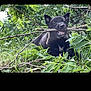 Sya participe au concours pour gagner de l'argent avec cette photo : puppy, dog, black_dog, stick, chewing, greenery, grass, leaves, outdoor, nature, animal, playful, young_dog, smiling, happy, pet, canine, forest, daylight, cute