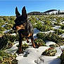 dog, animal, outdoor, field, snow, grass, nature, sunny, blue_sky, landscape, pet, canine, ears, alert, winter, daylight, rural, small_dog, walking, scenery