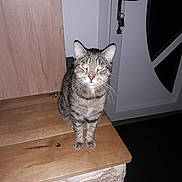 Speed a rejoint le concours — aidez-le/la à gagner de superbes lots ! cat, tabby_cat, wooden_surface, door, indoor, pet, animal, feline, whiskers, ears, fur, striped, sitting, looking, curious, flash, house, keys, metal_handle, calm