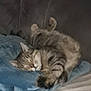 Speed a rejoint le concours — aidez-le/la à gagner de superbes lots ! cat, tabby, sleeping, blanket, couch, indoor, feline, pet, relaxed, fur, paw, whiskers, striped, cozy, resting, animal, mammal, cute, soft, domestic