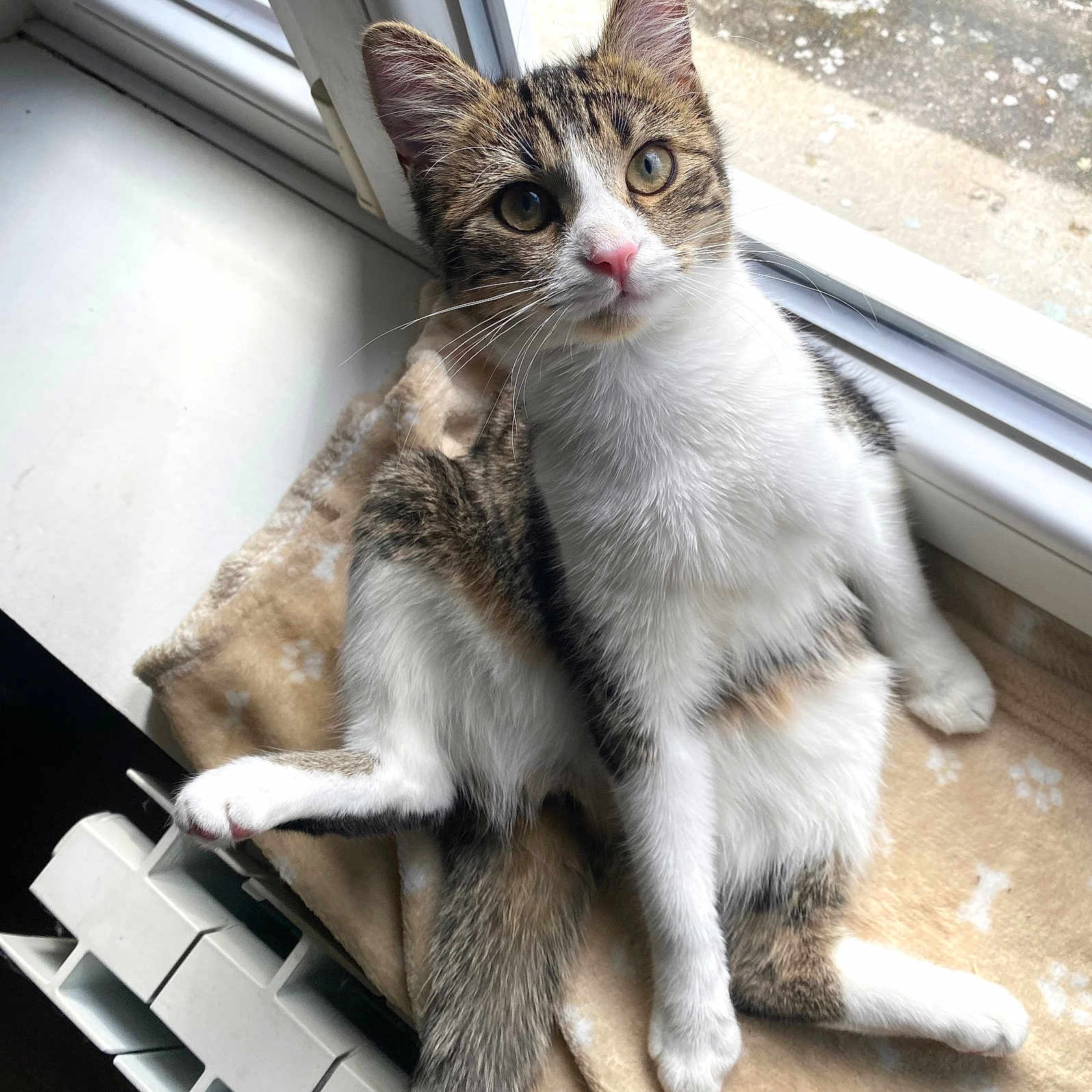 Nala participe au concours pour gagner de l'argent avec cette photo : abyssinian, angora, animal, cat, couch, egyptiancat, furniture, indoors, kitten, manx, pet, siamese, window, windowsill