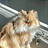 cat, fluffy, long_hair, golden_fur, pet, animal, sitting, portrait, green_eyes, indoors, sunlight, sunbeam, floor, tile_floor, home, mop_bucket, cat_toy, serious_expression, whiskers, fur